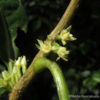 Agrostistachys indica Dalzell